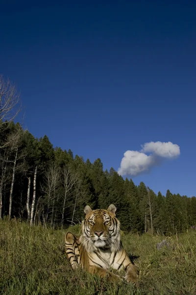 stock image Siberian Tiger lays down by the forest edge