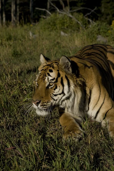 Сибірський тигр лягає на краю лісу — стокове фото