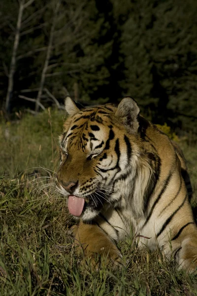 Tygrys syberyjski wyłania się z lasów — Zdjęcie stockowe