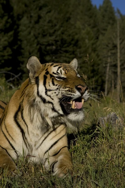 Tigre de Sibérie se couche au bord de la forêt — Photo