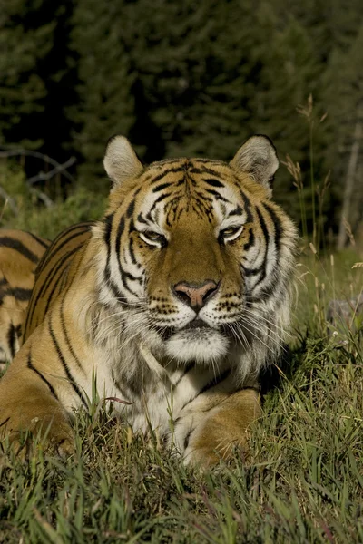 Tigre siberiano tendido en el borde del bosque — Foto de Stock