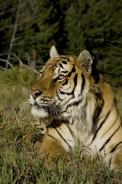 Siberian Tiger laying at the edge of the woods — Stock Photo, Image