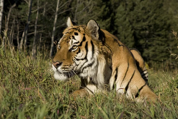 Siberian Tiger laying at the edge of the woods — Stock Photo, Image