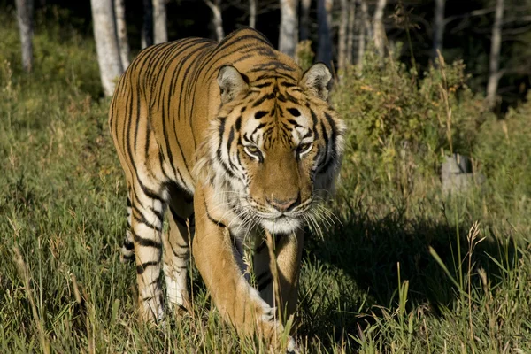 Sibirischer Tiger taucht am Waldrand auf — Stockfoto