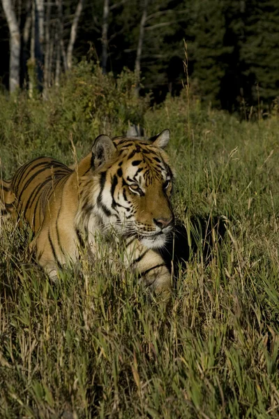 Szibériai tigris jelenik meg, az erdő szélén — Stock Fotó
