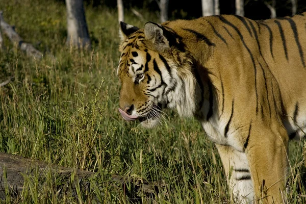 Szibériai tigris áll az erdő szélén — Stock Fotó