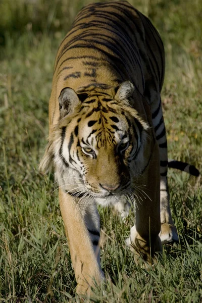 Sibirischer Tiger liegt am Waldrand — Stockfoto