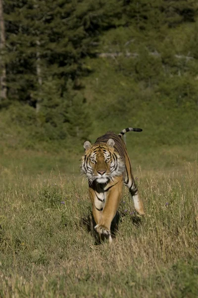 Sibirsk tiger løper – stockfoto