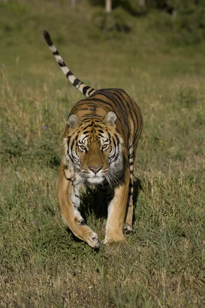 Σιβηρική τίγρη που τρέχει — Φωτογραφία Αρχείου
