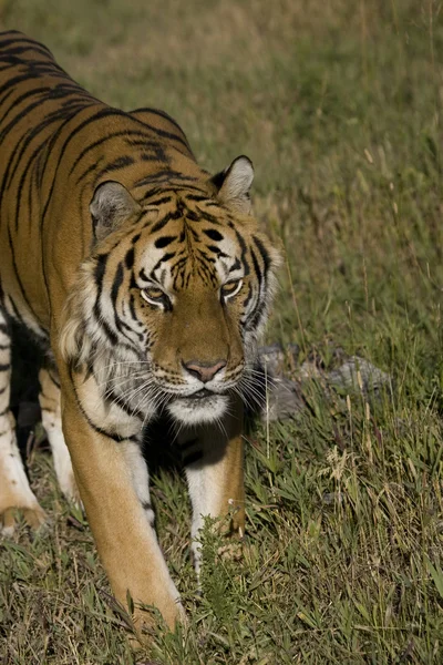 Szibériai tigris séta — Stock Fotó