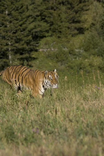 Sibirischer Tiger läuft — Stockfoto