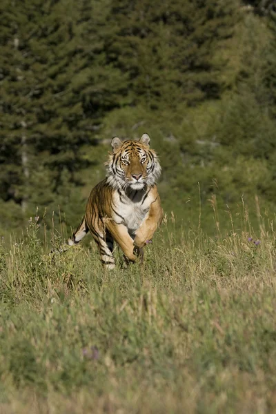 Szibériai tigris futás — Stock Fotó