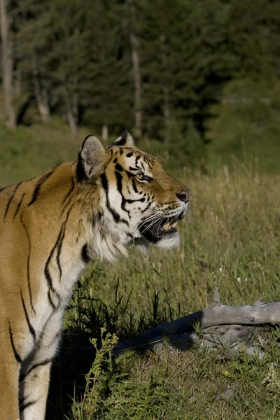 Sibirsk tiger står i utkanten av skogen – stockfoto