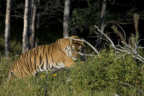Сибирский тигр исследует упавшее дерево — стоковое фото