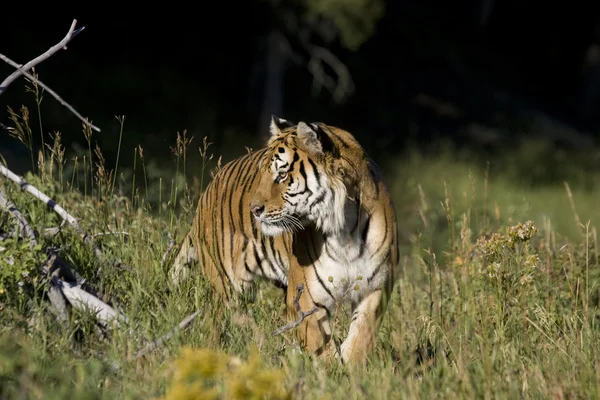 Сибирский тигр появляется на краю леса — стоковое фото