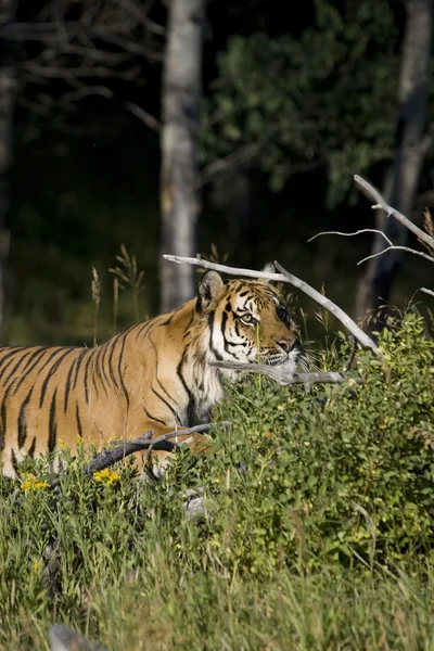 Сибирский тигр исследует упавшее дерево — стоковое фото