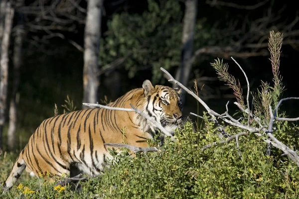 Tigre siberiano investiga madera caída —  Fotos de Stock
