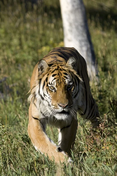 Сибирский тигр появляется из лесов — стоковое фото