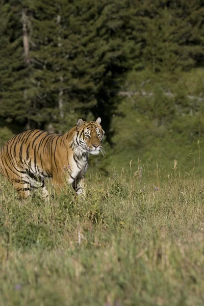 Sibirsk tiger løper ut av skogen – stockfoto