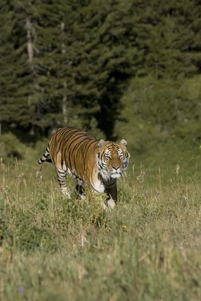Szibériai tigris futás-on az erdő szélén — Stock Fotó