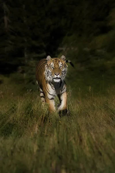 Sibirsk tiger løper ut av skogen – stockfoto