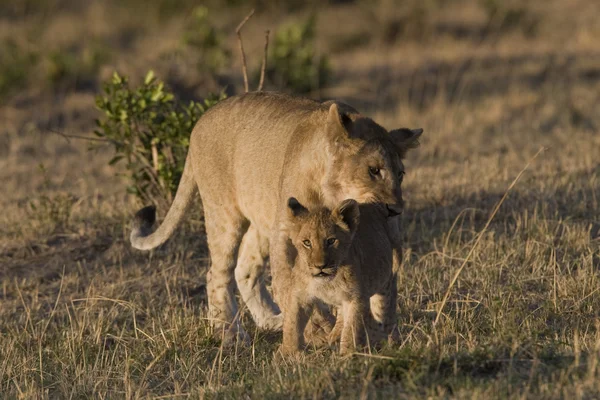 Leoa e seu filhote na Masai Mara - Quênia — Fotografia de Stock