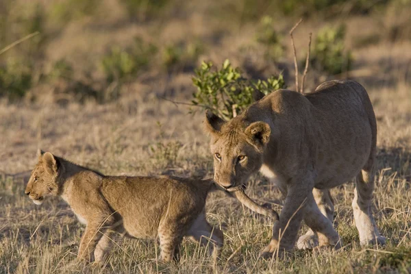 Löwin beißt ihr Junges in die Masai Mara - Kenia — Stockfoto