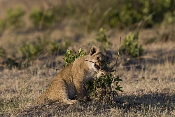Lion cub plays in the Masai Mara — Stock Photo, Image