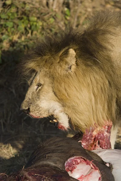 Mannetjes leeuw feeds op een gnoe in de masai mara — Stockfoto