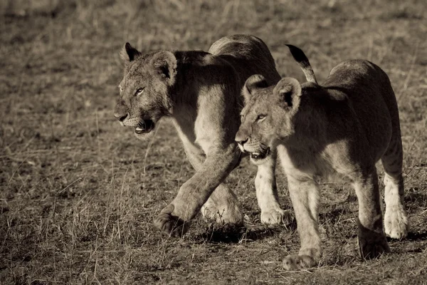 Filhotes de leão caminhando pela Masai Mara — Fotografia de Stock