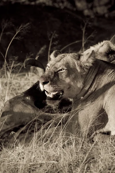 Löwin ernährt sich von einem Gnu — Stockfoto