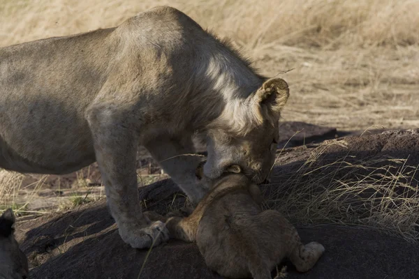 Filhote de leão e leão juvenil na Masai Mara — Fotografia de Stock