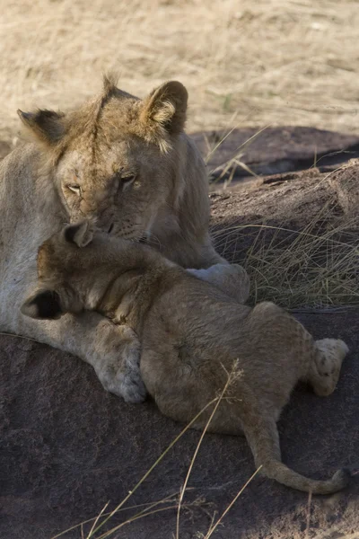 Cachorro de León y León Juvenil en el Masai Mara —  Fotos de Stock