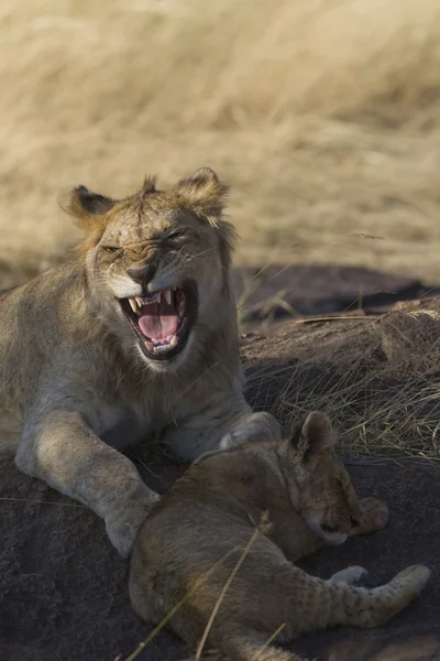 Filhote de leão e leão juvenil na Masai Mara — Fotografia de Stock