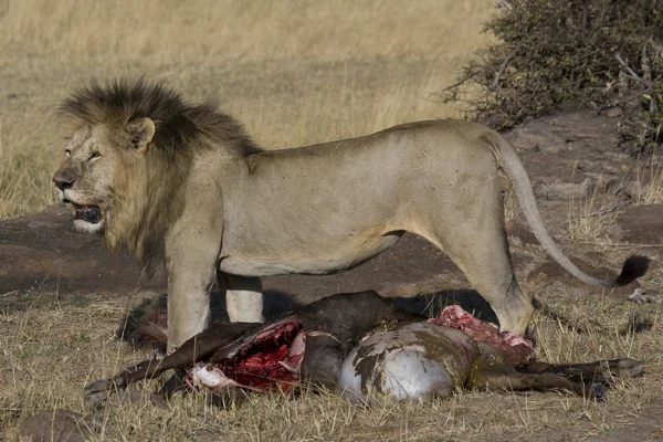 Αρσενικό λιοντάρι τρέφεται με μια γκνου στο το Μασάι Μάρα — Φωτογραφία Αρχείου