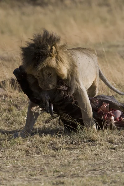 Hím oroszlán táplálkozik egy GNÚ, a maszáj mara — Stock Fotó