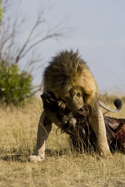 Leão macho se alimenta de um gnu na Masai Mara — Fotografia de Stock