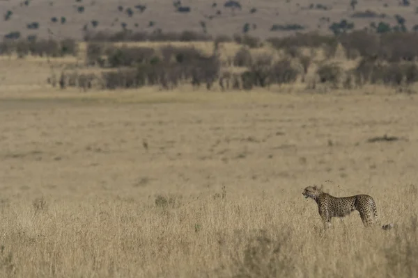 Kobieta gepard w trybie polowanie badań łąki — Zdjęcie stockowe
