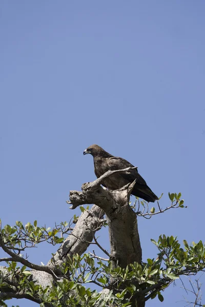 Tawny Eagle in a tree in the Masai Mara — Stock Photo, Image