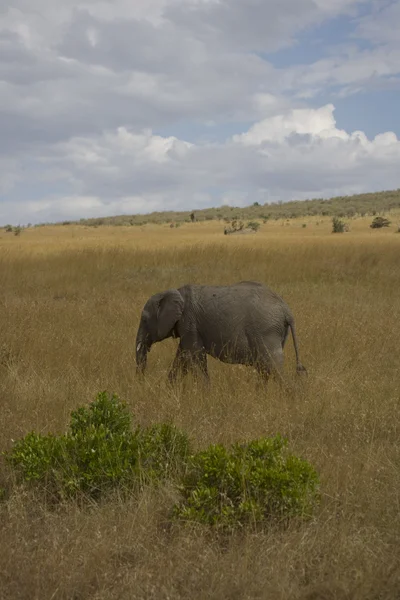 マサイマラ国立保護区の平野を渡って歩く象 — ストック写真