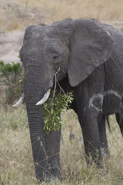 Elefant ernährt sich von den Ebenen der Masai Mara — Stockfoto