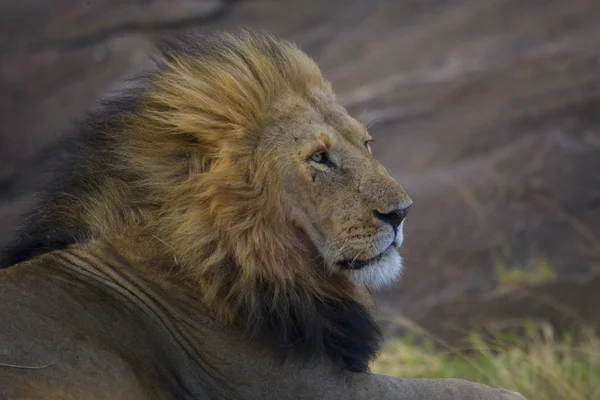 Leão macho na Masai Mara — Fotografia de Stock