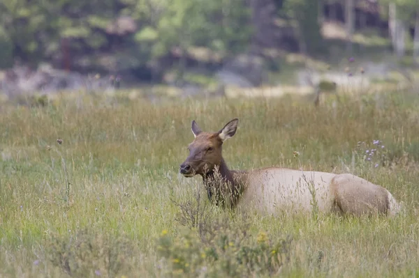 Elk hembra pereza en el calor del mediodía —  Fotos de Stock