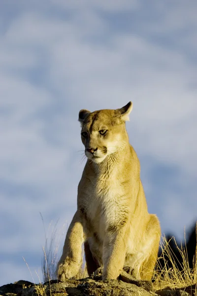 Puma sitter på en stenig yttring — Stockfoto