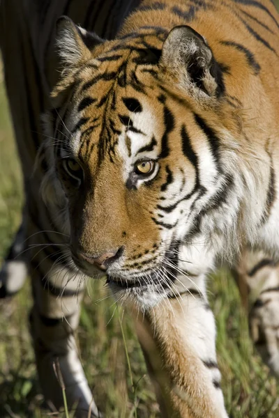 Сибирский тигр в движении — стоковое фото