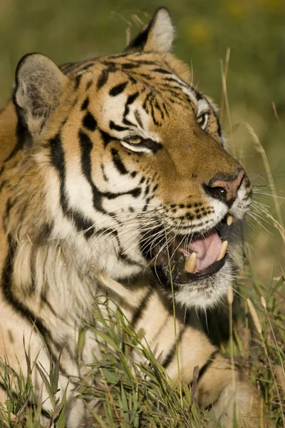 Сибирский тигр брюки в полдень солнце — стоковое фото