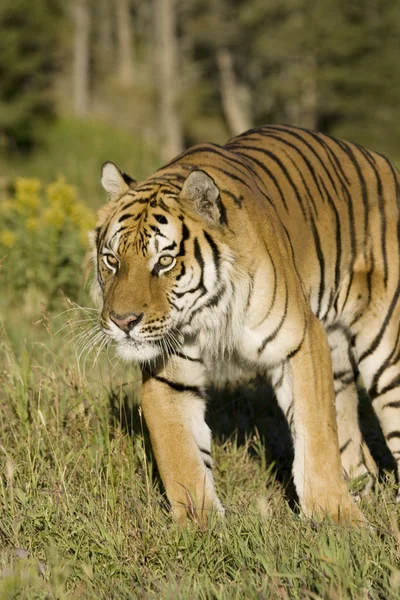 Siberische tijger naar voren komt uit de bossen — Stockfoto