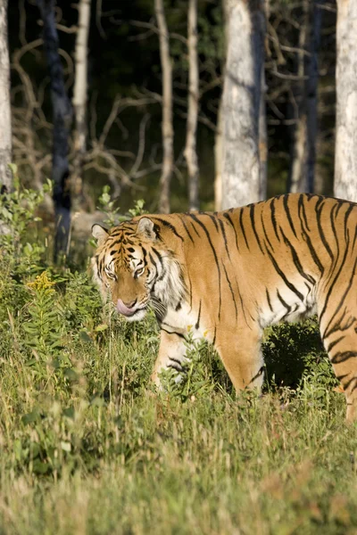 Sibirischer Tiger taucht aus dem Wald auf — Stockfoto