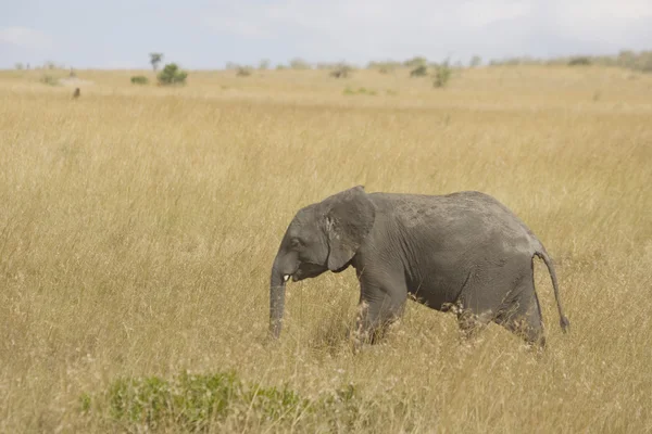 マサイマラ国立保護区の平野に象のフィードします。 — ストック写真