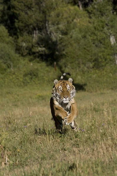 Szibériai tigris futás Jogdíjmentes Stock Képek